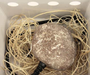 USB Haustier Stein 4